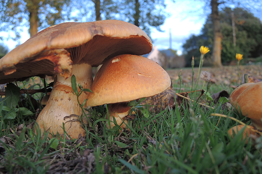 Visuel rencontre mycologique