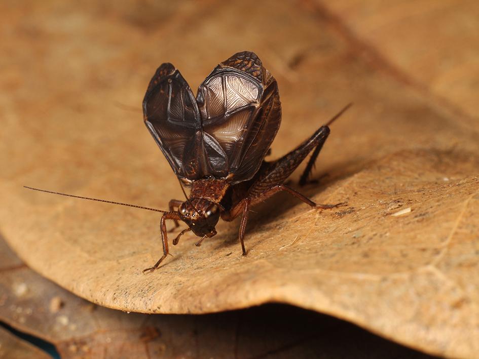 Visuel conférence com acoustique insectes