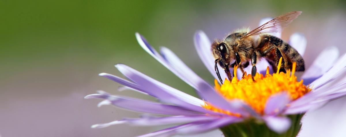 carr_apiculture