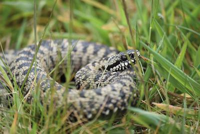 Sortie nature "A la découverte des reptiles"